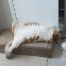 나는펫 | 네이버펫바우처 할인 방법 제이디씨펫 고로고로 고양이 숨숨집 스크래쳐 나만의 공간 후기