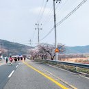 벚꽃다례