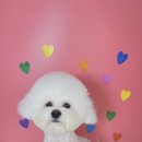 앙볼리펫살롱 이미지