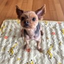 얼렁오시개 | [안산/초지동] 코코 미용한 날🐶, 얼렁오시개, 애견미용실