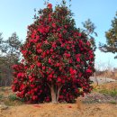 신대림주유소 이미지