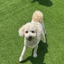 놀러오개 애견유치원 애견호텔 안양점 이미지