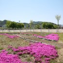 천지리 길안단오공원 | 안동 길안 유채꽃 길안천지생태공원 차박캠핑 가능