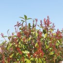 레드벨 펜션 이미지