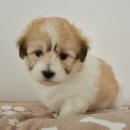 똥싼 강아지 이미지