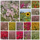 [테마2025년10월 18일 토요일} 철원 한탄강 주상절리 고석정 꽃축제 2025: 가을의 향연 안내 이미지