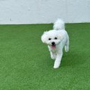 밍글몽글 | 4개월째 다니고 있는 일산 애견유치원 (찐 내 돈 내산) 밍글몽글