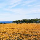 황금빛 목장 이미지