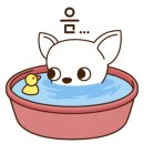 나나 애견 미용실 이미지