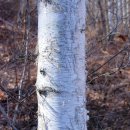 자작&white 이미지