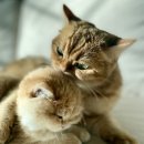 그루밍캐터리 이미지