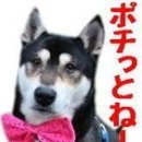 도그카페 이미지