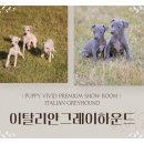 하운드광주하남 | 하남 애견분양 비비드켄넬 갓불리켄넬 추천해볼게요.