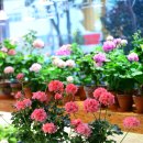 블루마리 이미지