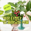 집꾸미는사람