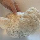 신갈기흥중학교버스정류장_R | 여행주간/감곡매괴성당/철박물관/노루궁뎅이버섯체험/착한농부들/코리아크래프트브루어리/신갈간이정류장