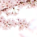 백운면 벚꽃길 이미지