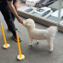 킨더펫(Kinder pet) | 대구 서구 중리동 강아지 유치원 젠틀펫킨더에서 림보일일체험 했어요