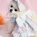 애견왕국 이미지