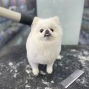 펫마트 강아지 논산점 이미지