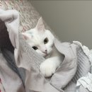 디위드동물병원 | 고양이 피부에 빵꾸/구멍 (털과 피부가 뜯겨져있을때) 대전 더펫 동물병원 후기