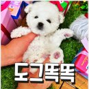 미니퍼피 이미지