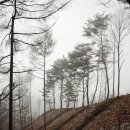 춘설은 내리고(홍천, 안골→718.5m,약수쉼터,만내고개,망령산,봉화산→마지기고개) 이미지