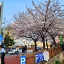 2023.3.29 해운대달맞이길 벚꽃축제 이미지