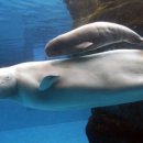 벨루가(Beluga) 네이버블로그