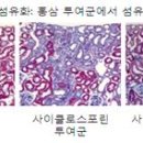 홍삼의신비