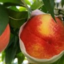 천은농장 이미지