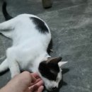 썩은체력의 [오픈워터 자격증] 2박3일 보홀 빅보스다이브 1일차 후기, 팁 나옹이가있어