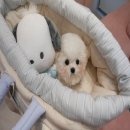 럽댕 강아지분양 이미지