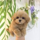 꽃강아지 이미지