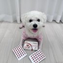 뛰뛰하개 이미지