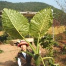 상순농장 Daum카페