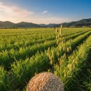 영인농협 산지유통센터 | [내돈내산] 톡톡 터지는 식감이 예술! 강진농협 쌀귀리로 건강한 잡곡밥 짓기 🌾