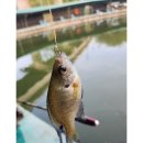 배양낚시터 이미지