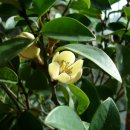 함수화 -바나나 바닐라의 달콤한향의 꽃 이미지