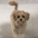 효자동솥뚜껑삼겹살 | [경기 광주 태전동 삼겹살 맛집] 효자동솥뚜껑 광주태전점 후기 🥩🔥