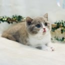 요미캣 고양이분양 일산점 이미지