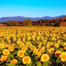 100억 송이의 화려한 축제! 10월에 놓치지 말아야 할 국내 여행지 추천 이미지