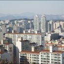 솔잎향기 이미지