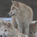 어흥어흥 이미지