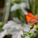 나비정보시스템 이미지