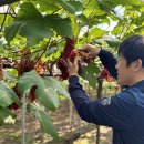 산내농협하나로마트 이미지