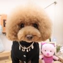 바비 애견샵 이미지