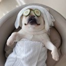 목욕하는 강아지 이미지