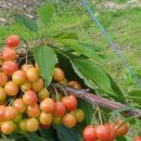 보우농장 이미지