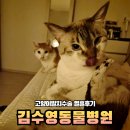김수영 동물병원 | 천안 고양이 전발치 비용 후기 김수영동물병원 수술부터 회복까지 기록